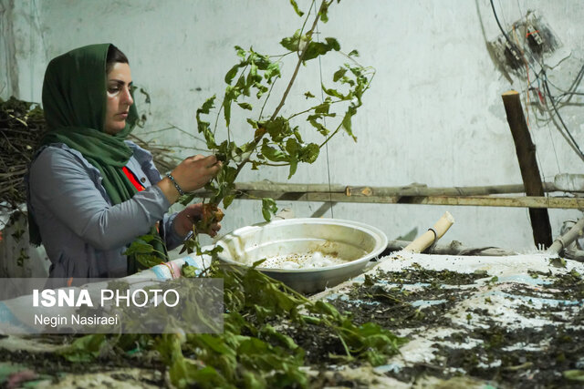 ضرورت ورود سرمایه‌گذار بخش خصوصی به صنعت نوغانداری بابل